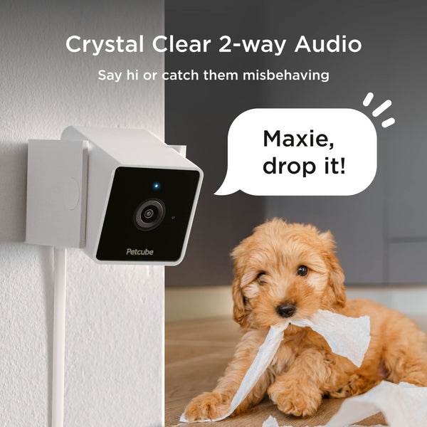 Petcube Cam Indoor Wi-Fi Pet and Security Camera with Phone App, Pet Monitor with 2-Way Audio and Video, Night Vision, 1080p HD Video and Smart Alerts for Ultimate Home Security